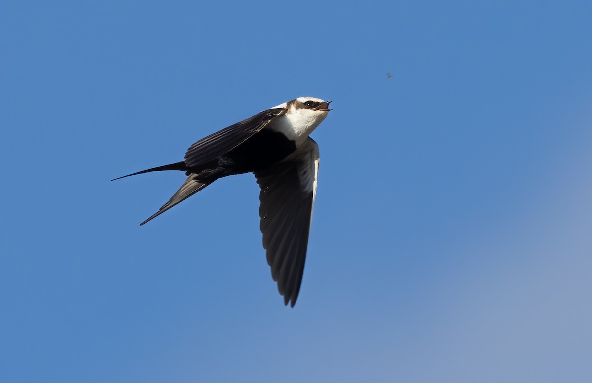 Golondrina Dorsiblanca - ML642300610