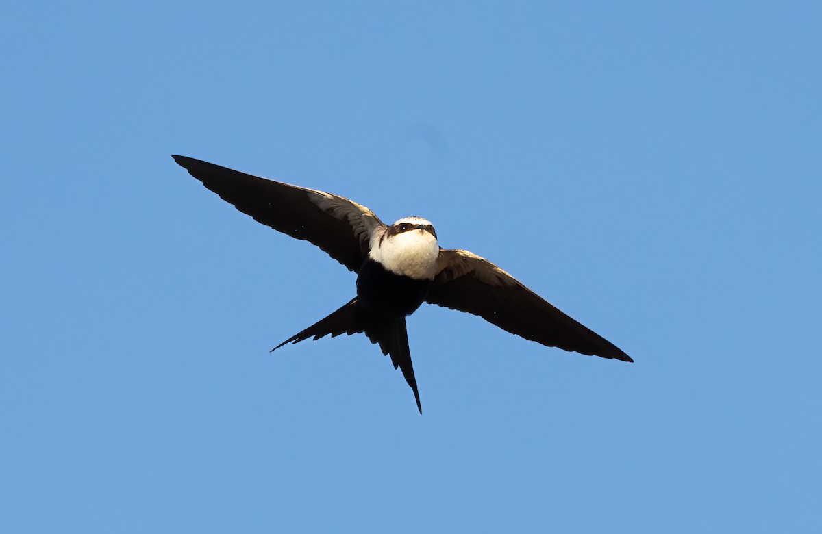 Golondrina Dorsiblanca - ML642300611
