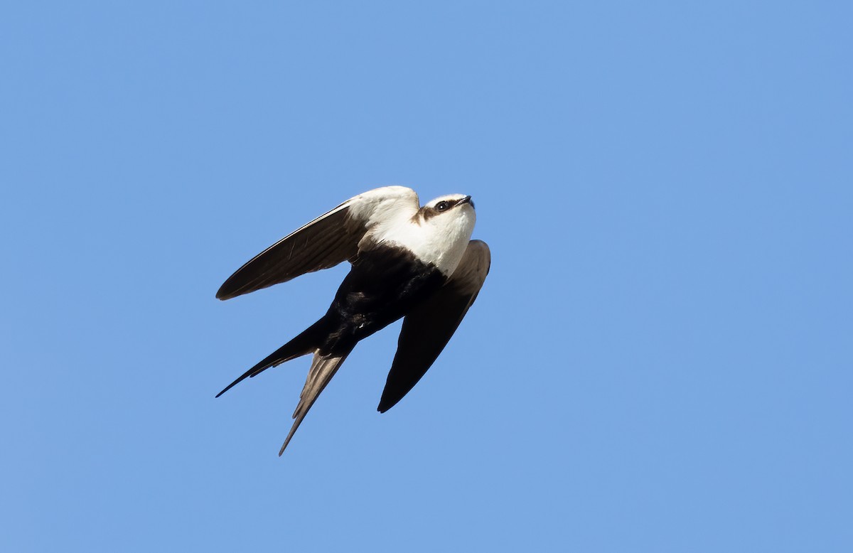 Golondrina Dorsiblanca - ML642300613