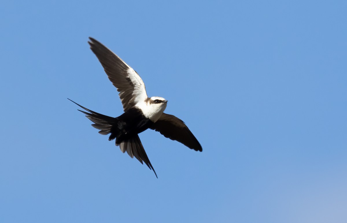 Golondrina Dorsiblanca - ML642300614