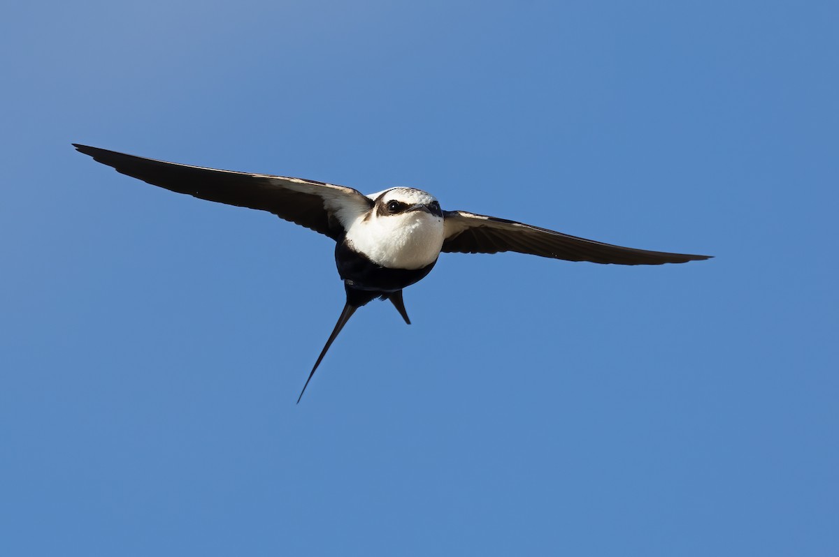 Golondrina Dorsiblanca - ML642300615