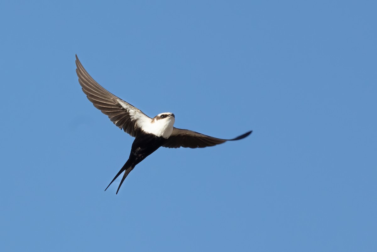 Golondrina Dorsiblanca - ML642300616