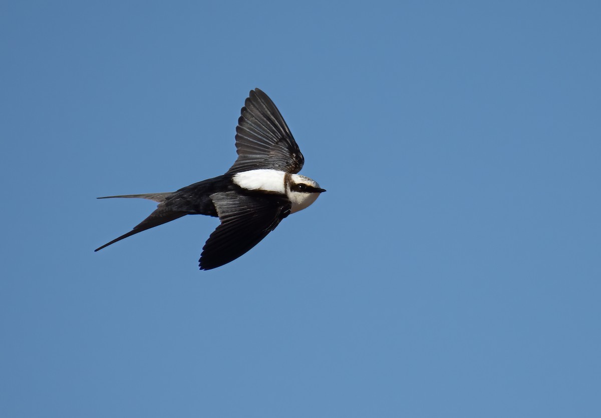 Golondrina Dorsiblanca - ML642300617
