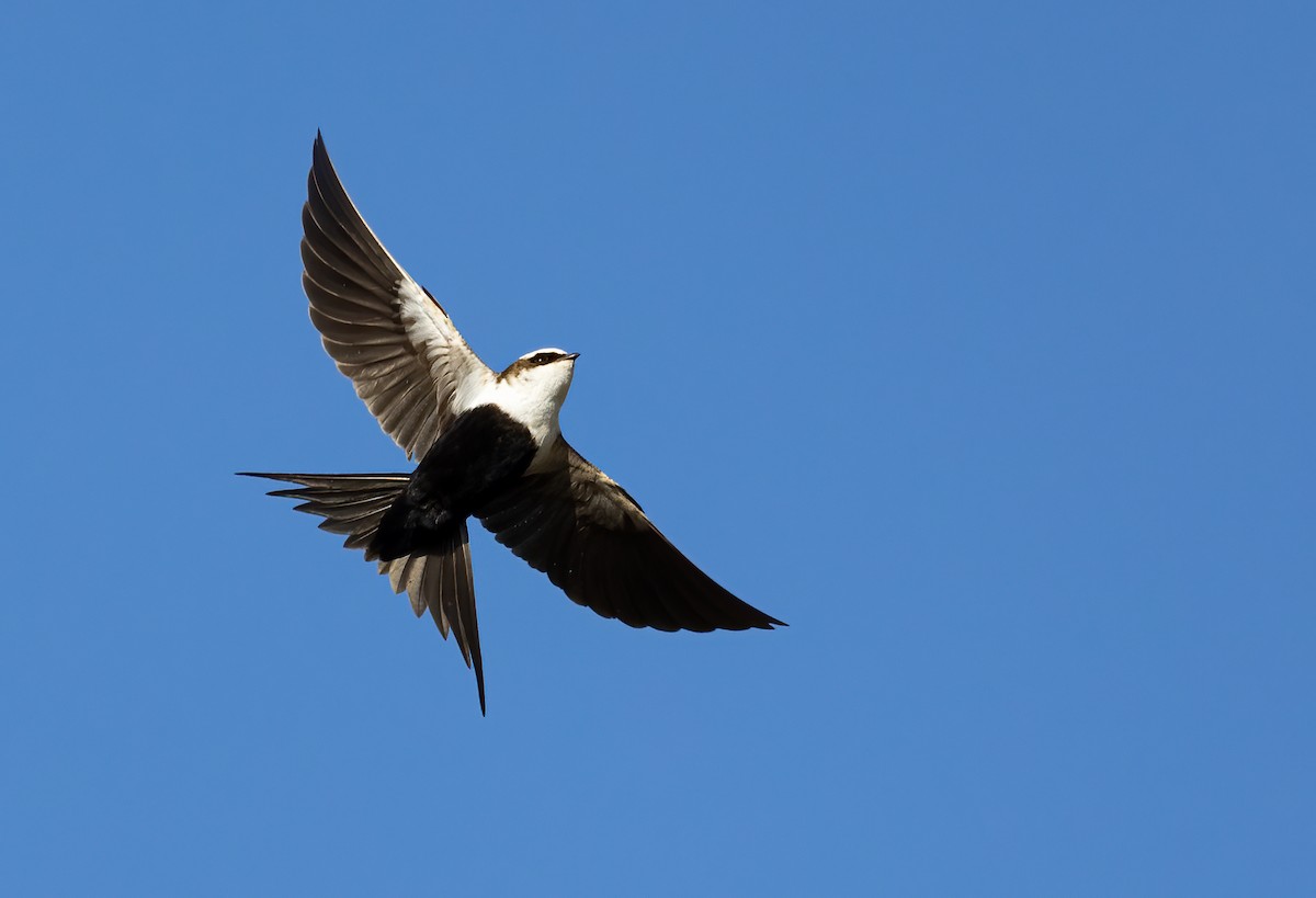 Golondrina Dorsiblanca - ML642300618
