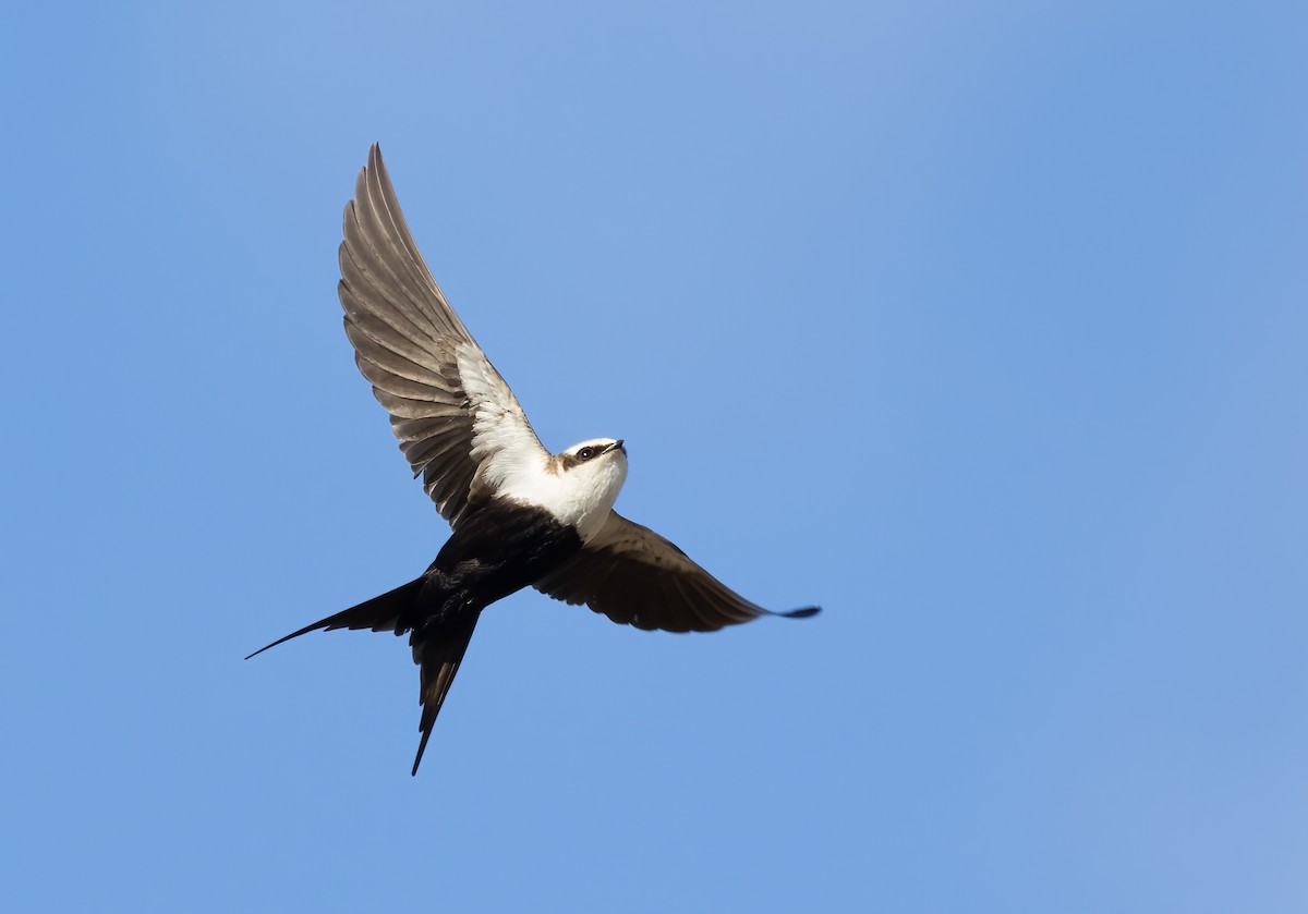 Golondrina Dorsiblanca - ML642300619