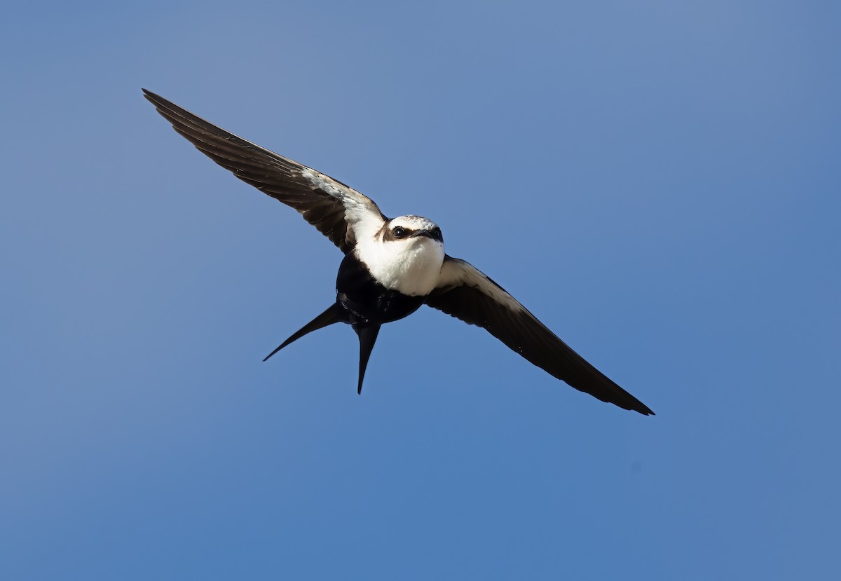 Golondrina Dorsiblanca - ML642300620