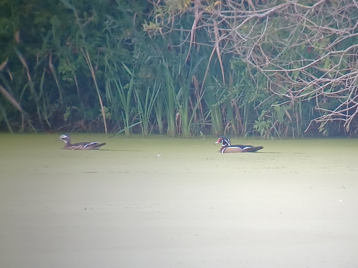 Wood Duck - ML642300635