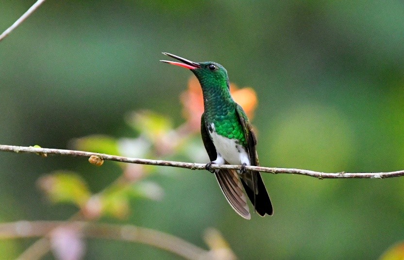Snowy-bellied Hummingbird - ML642300651
