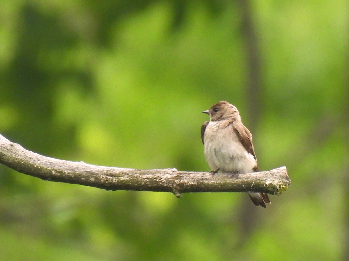 Northern Rough-winged Swallow - ML642300656