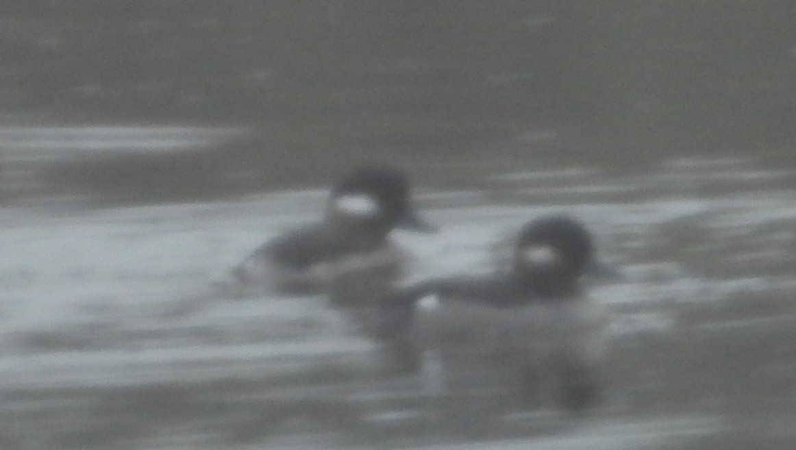 Bufflehead - ML642300664