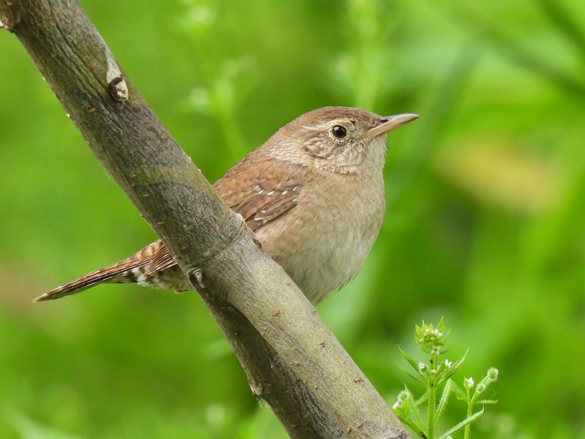Northern House Wren - ML642300675