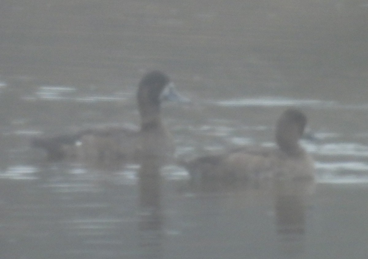 Ring-necked Duck - ML642300676