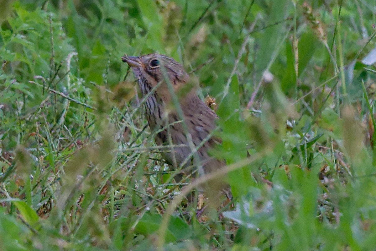 Lincoln's Sparrow - ML642300691