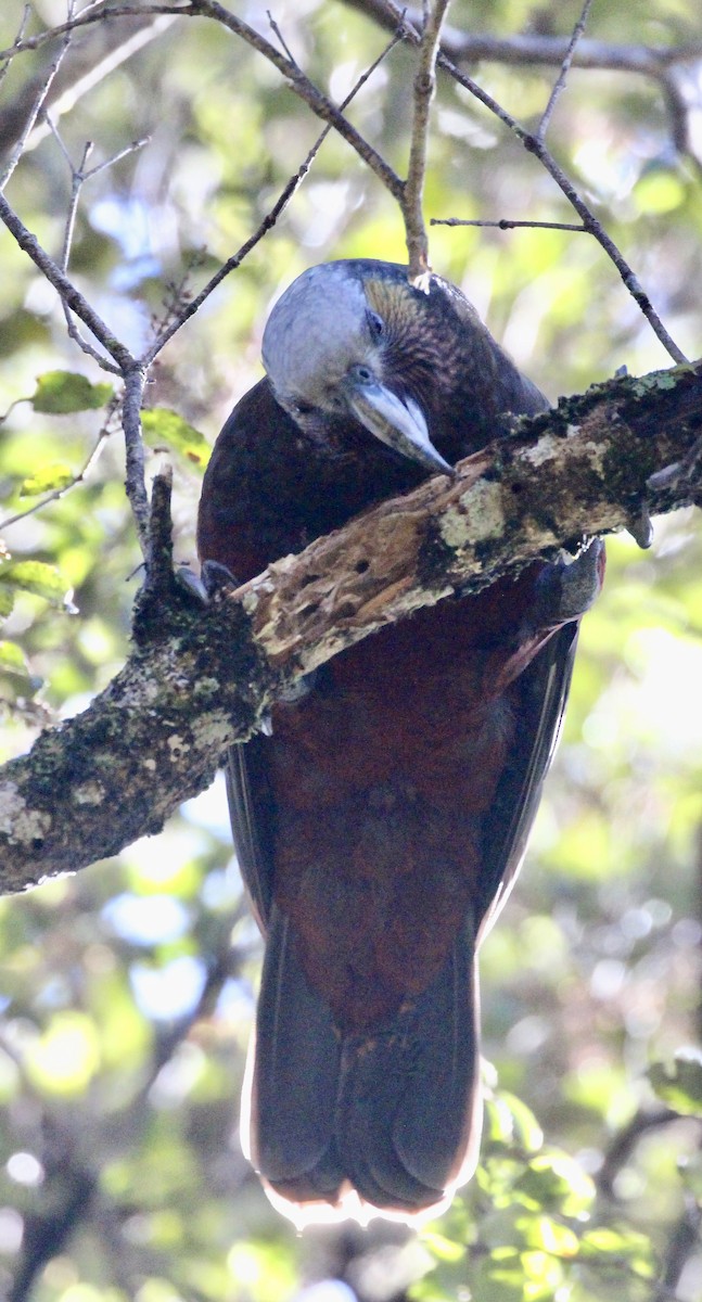 nestor kaka - ML642300700