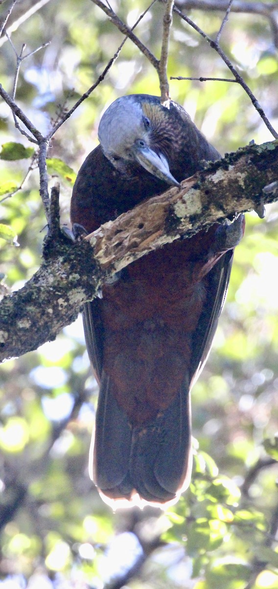 nestor kaka - ML642300702