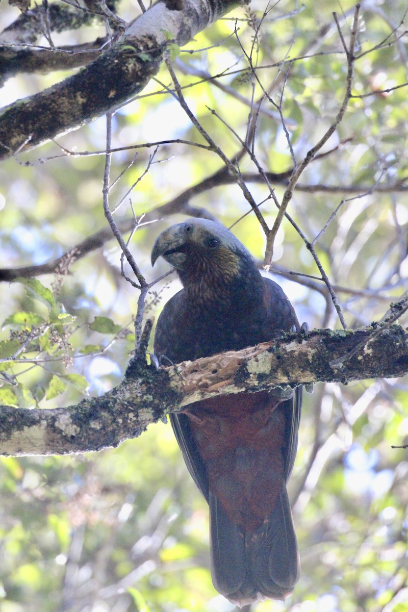 nestor kaka - ML642300707