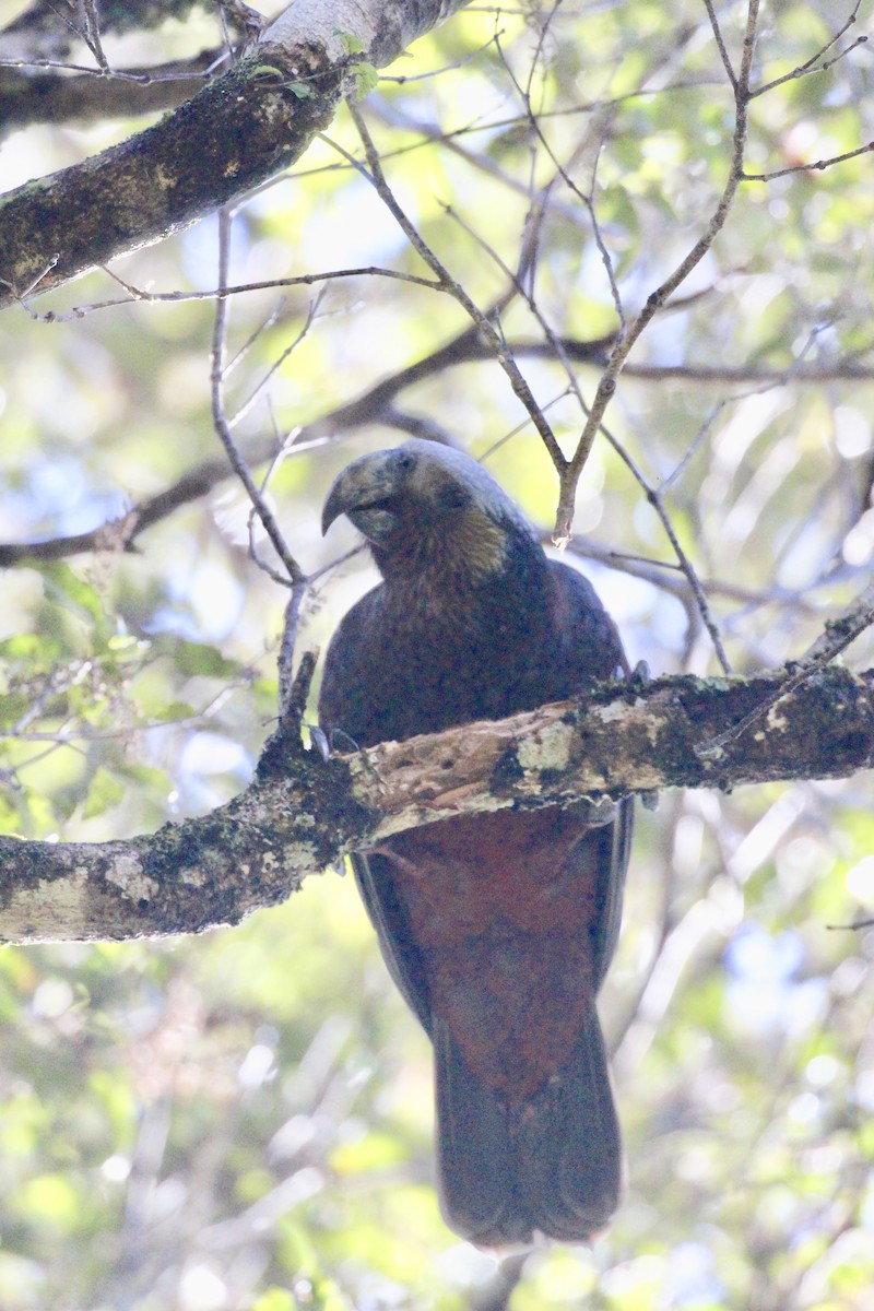 nestor kaka - ML642300708