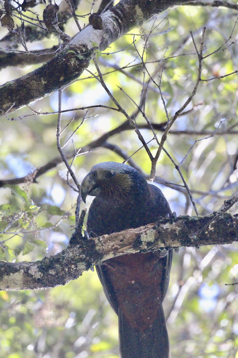 nestor kaka - ML642300709