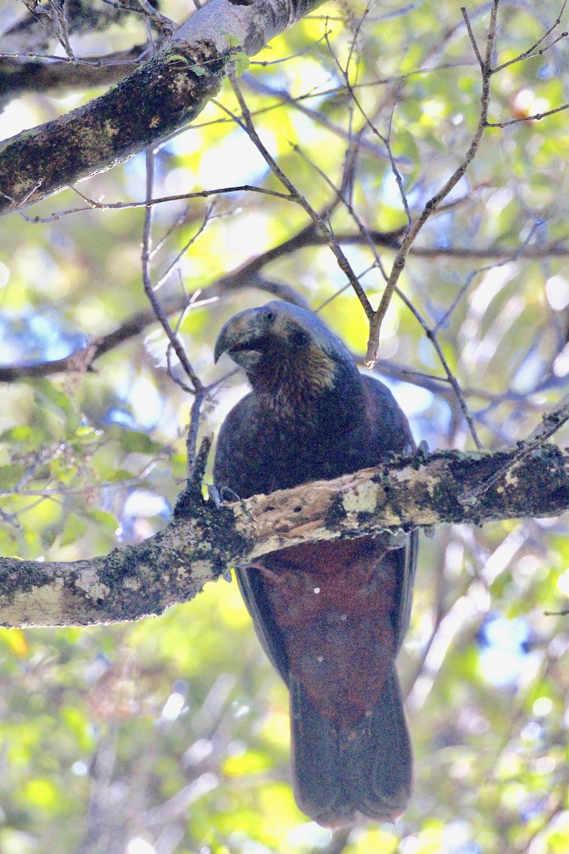 nestor kaka - ML642300710
