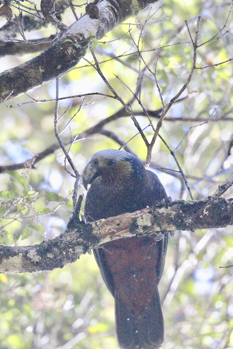 nestor kaka - ML642300711