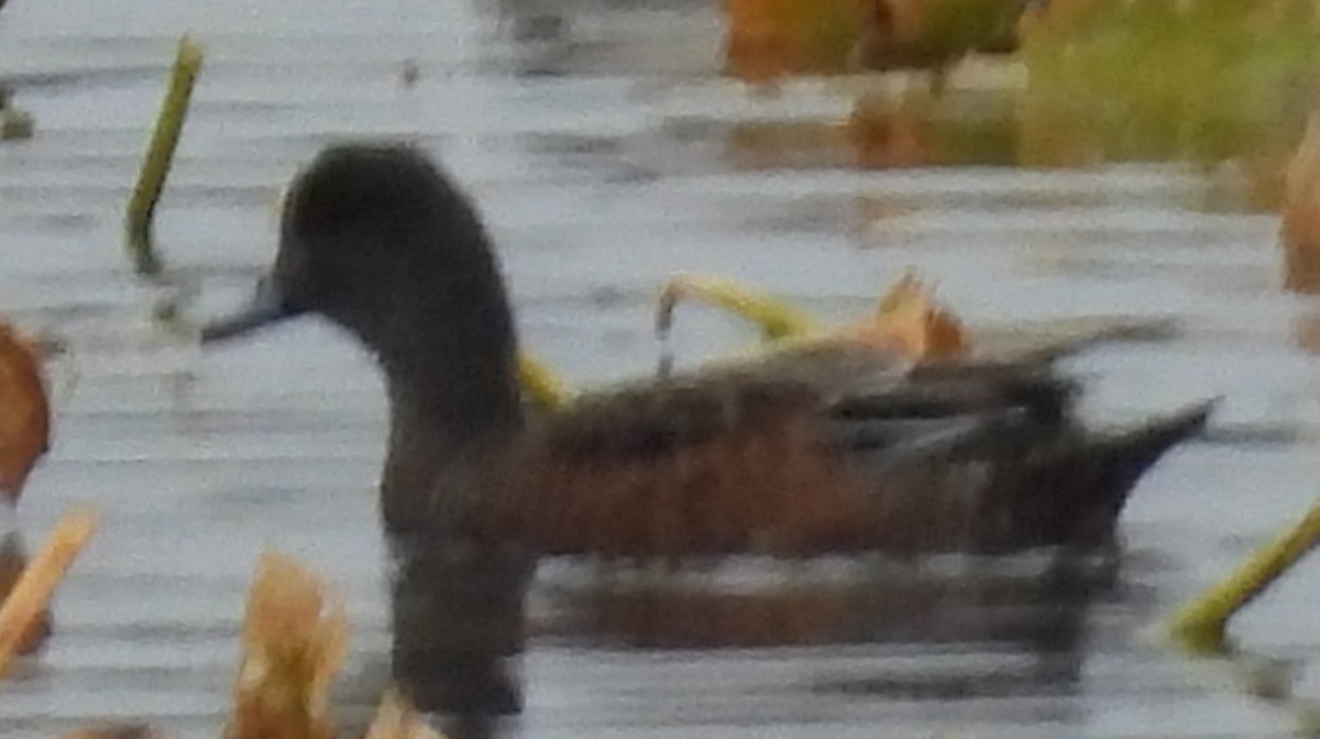American Wigeon - ML642300721