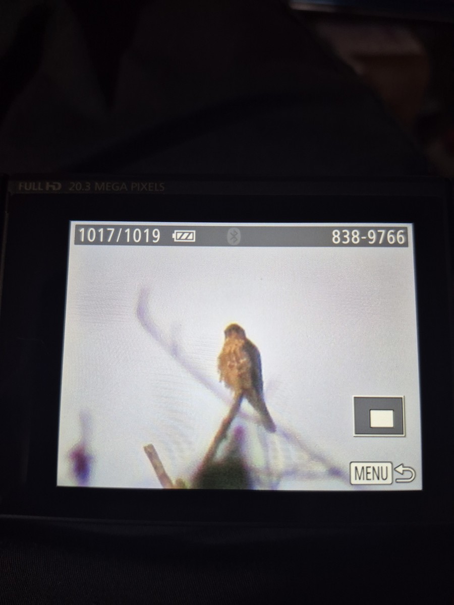 Merlin - ML642300723