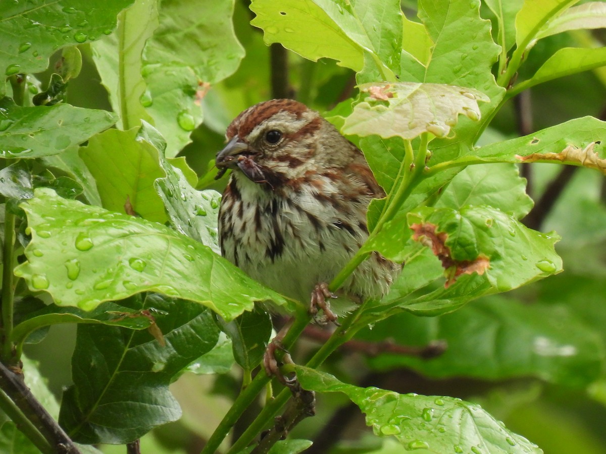 Song Sparrow - ML642300733