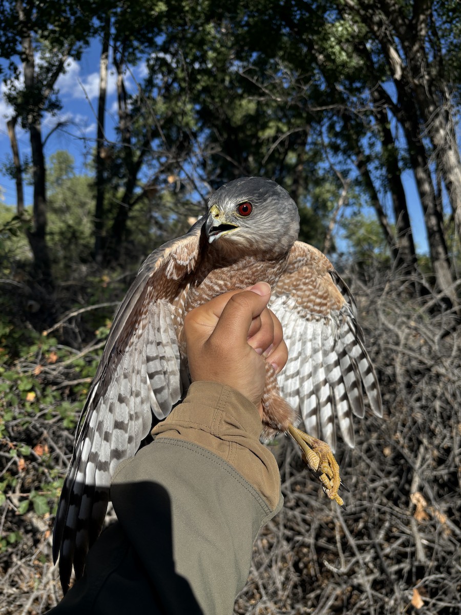 Cooper's Hawk - ML642300743