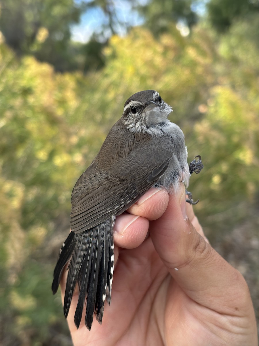 Bewick's Wren - ML642300746
