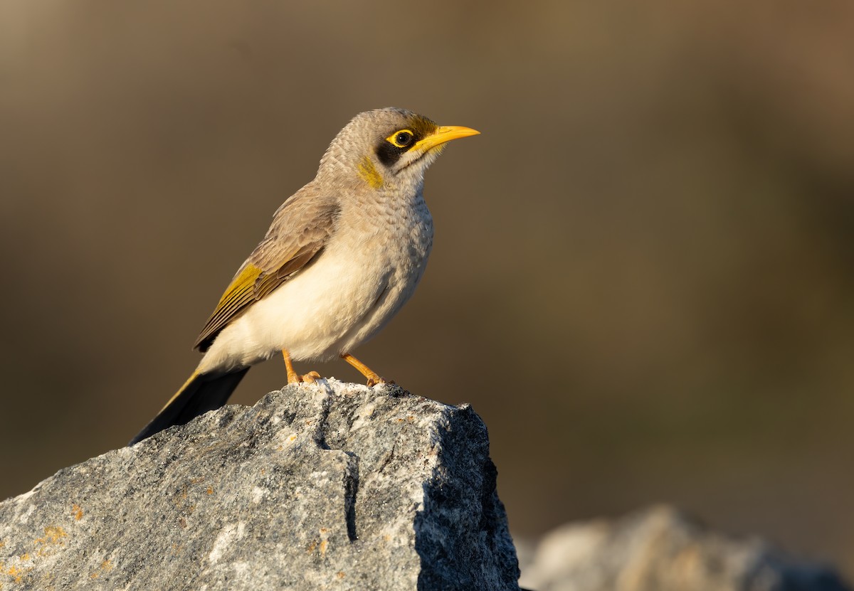 Yellow-throated Miner - ML642300749