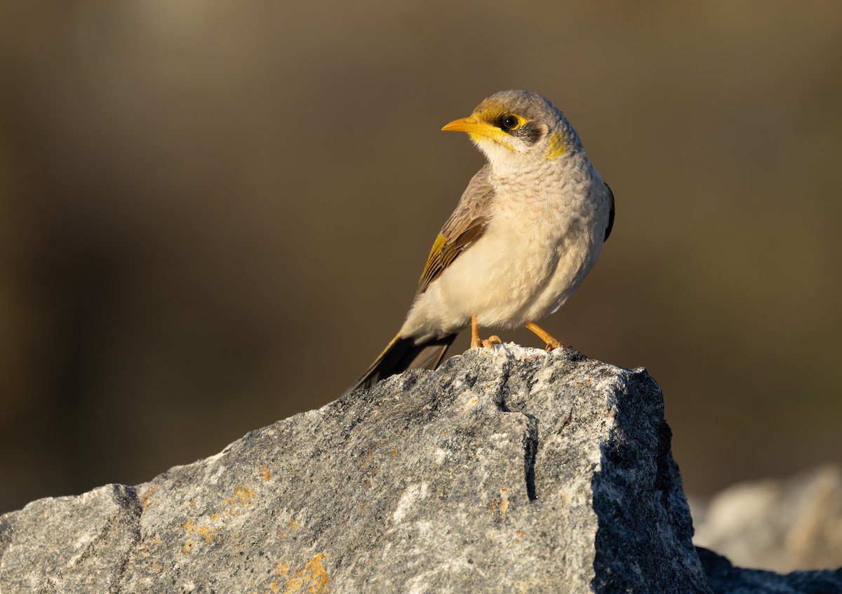 Yellow-throated Miner - ML642300750