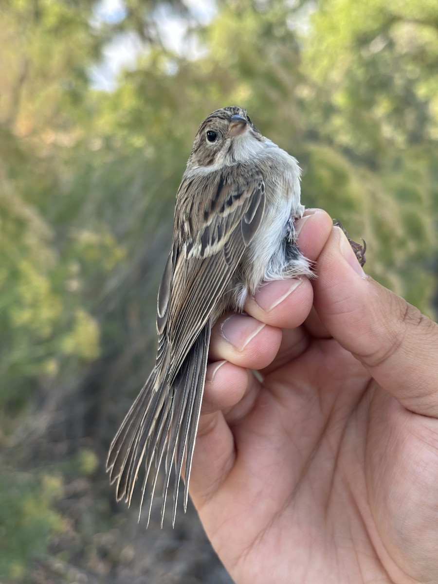 Brewer's Sparrow - ML642300757