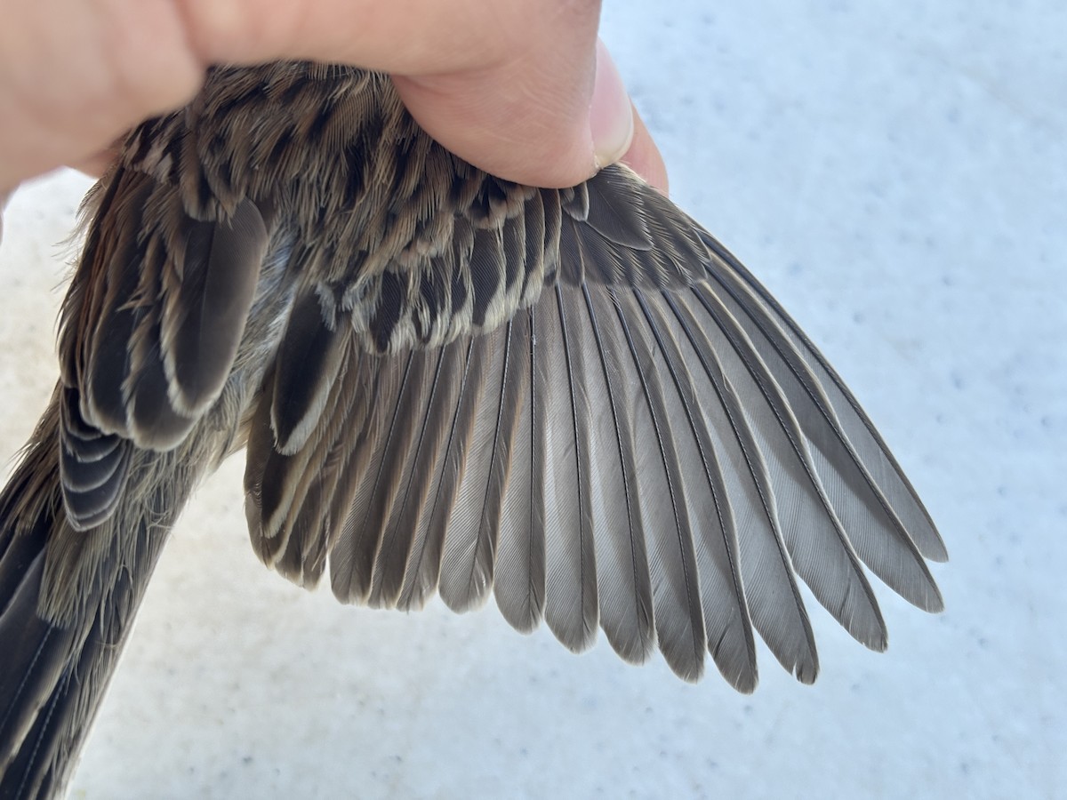 Brewer's Sparrow - ML642300758