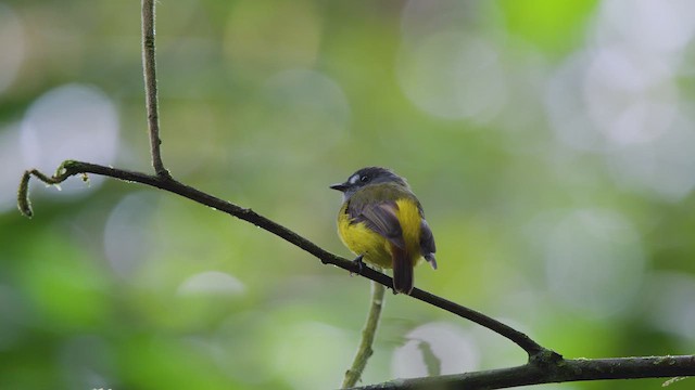 Ornate Flycatcher - ML642300783