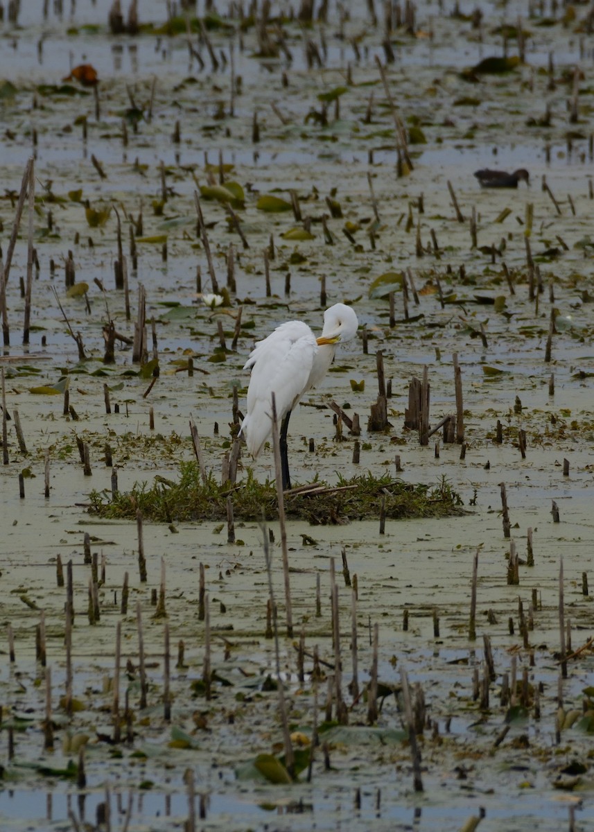 Great Egret - ML642300795