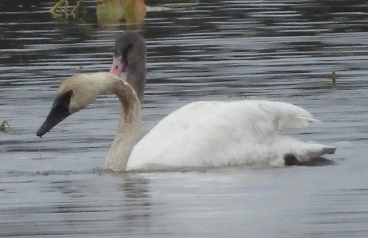 Trumpeter Swan - ML642300808