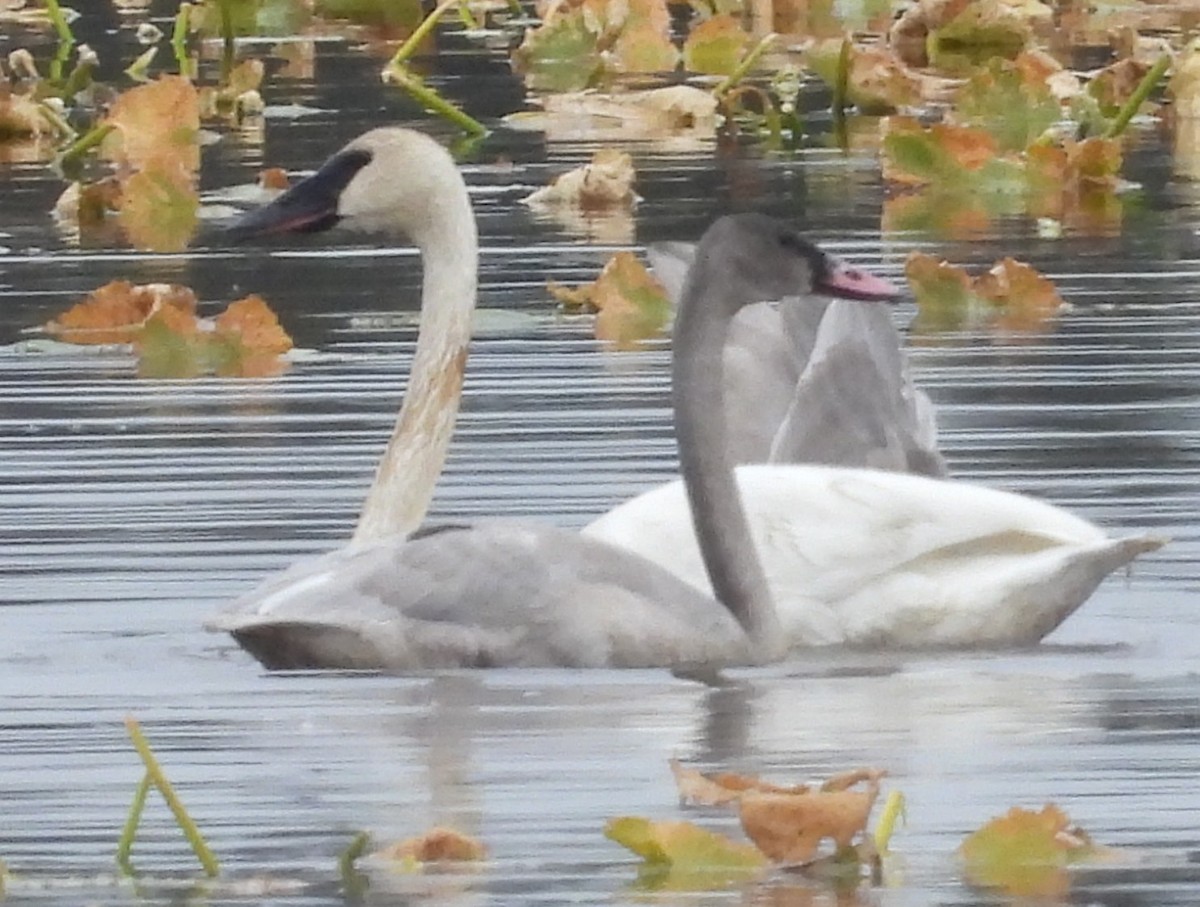 Trumpeter Swan - ML642300809