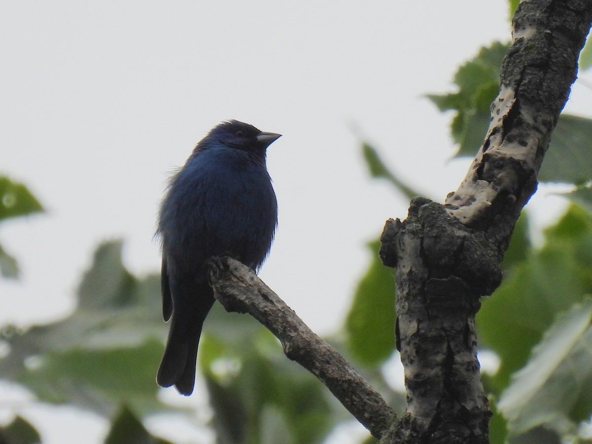 Indigo Bunting - ML642300810