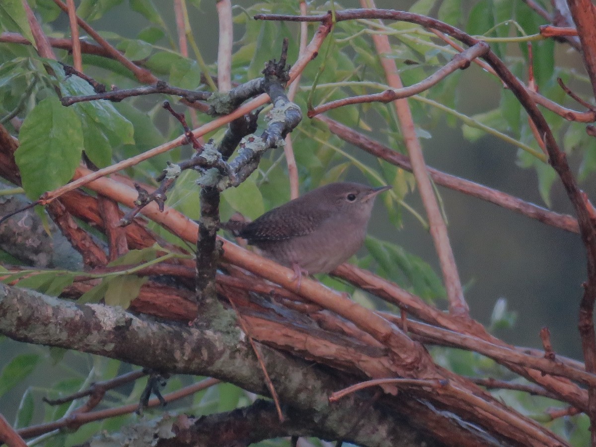 Northern House Wren - ML642300811