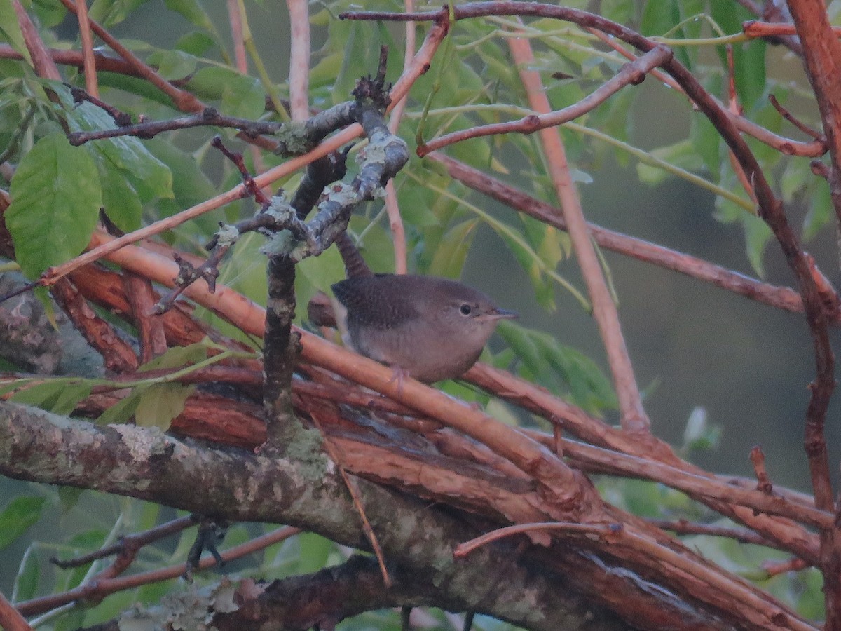 Northern House Wren - ML642300813