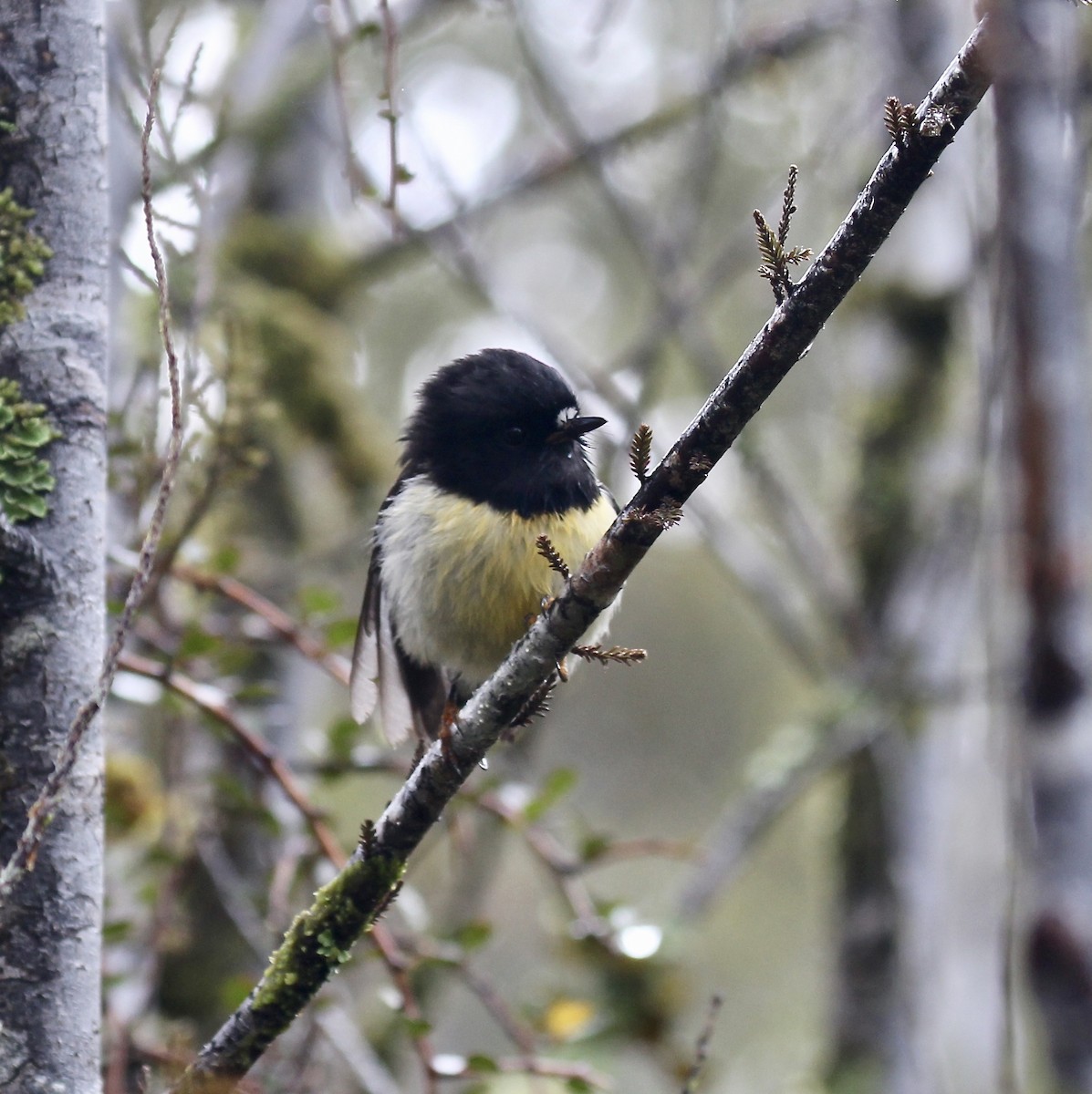 Tomtit - ML642300814