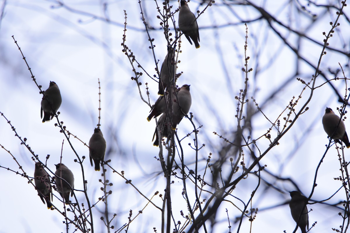 Bohemian Waxwing - ML642300821