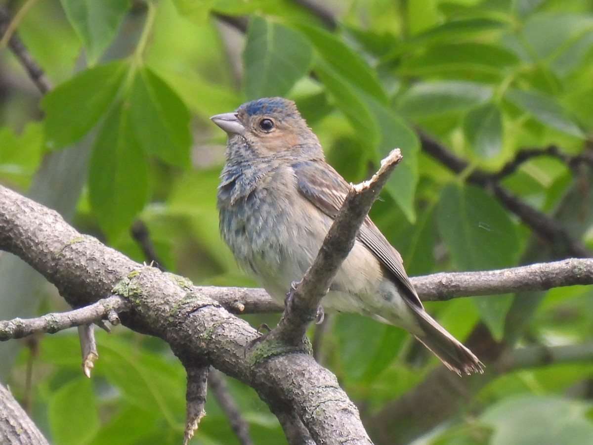 Indigo Bunting - ML642300830