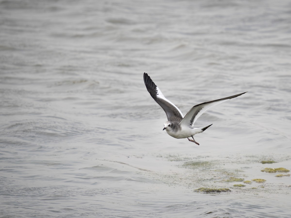 Gabbiano di Sabine - ML642300836