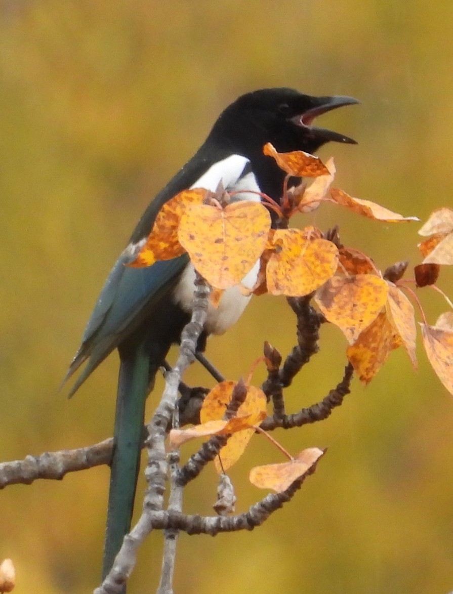 Black-billed Magpie - ML642300839