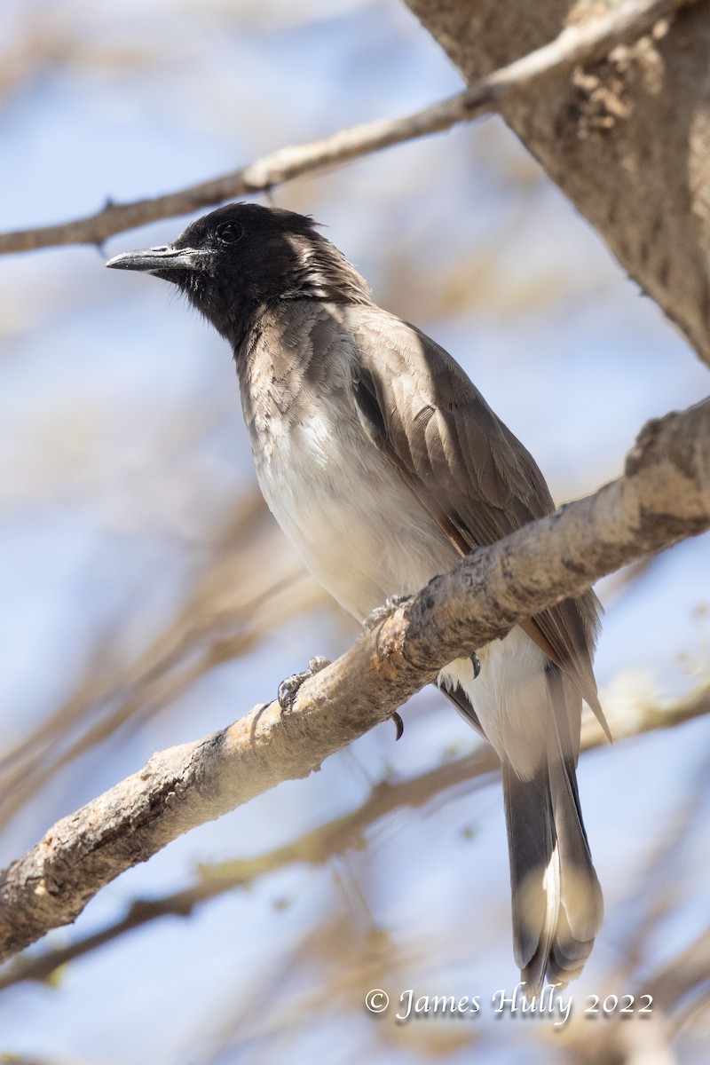 Common Bulbul (Somali) - ML642300853