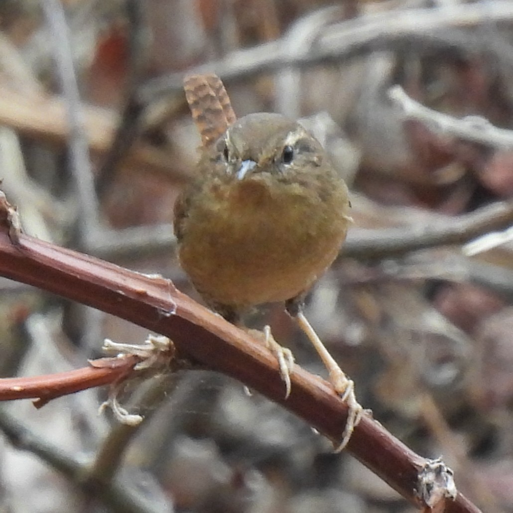Pacific Wren - ML642300855