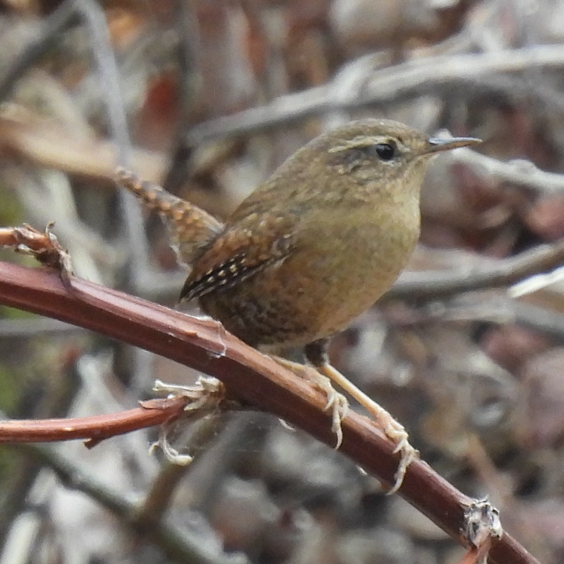 Pacific Wren - ML642300856