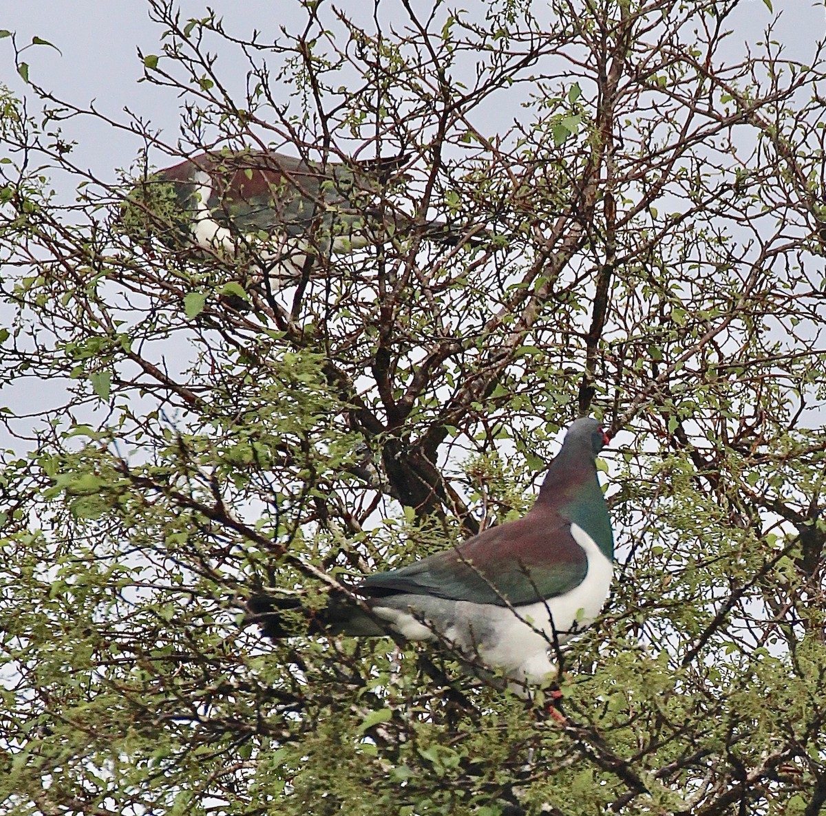 holub maorský - ML642300861
