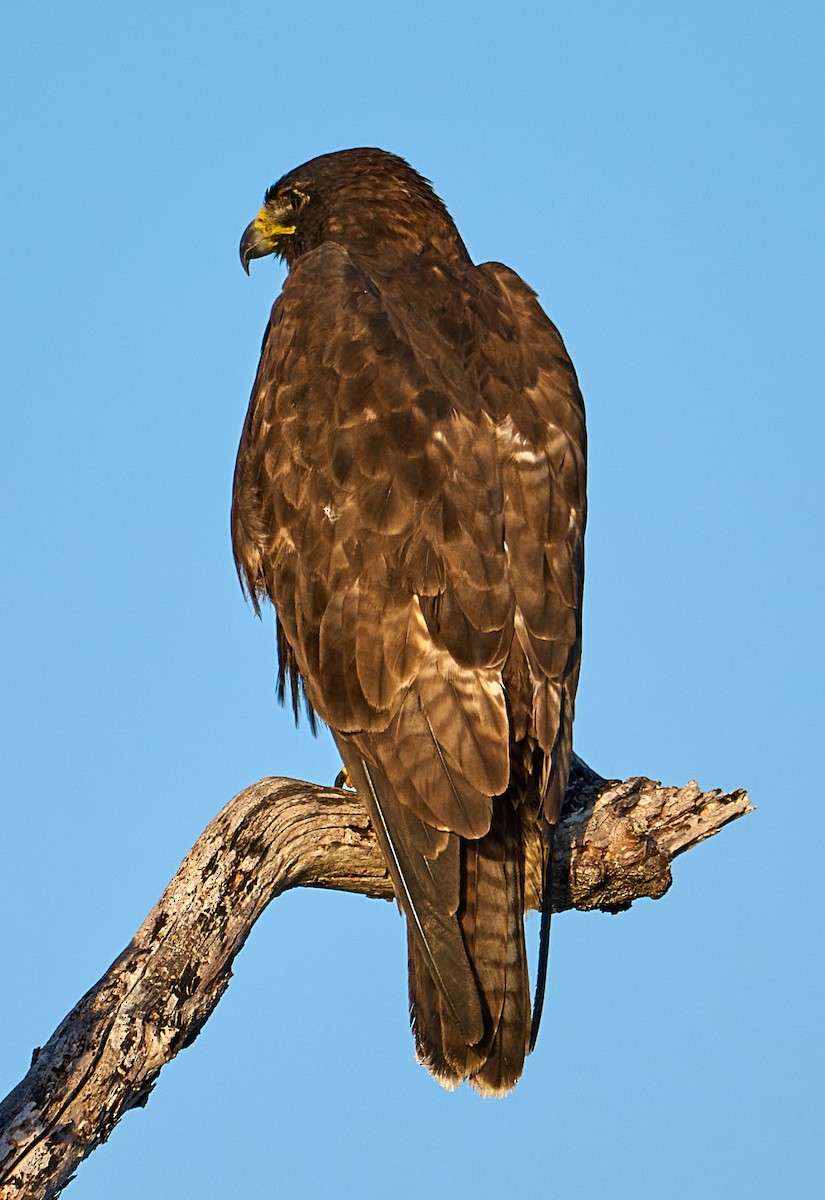 Galapagos Hawk - ML642300873